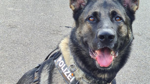 Hettenschwil: Wollten teure Autos klauen - Polizisten und "Baron" schnappten sich die Flüchtigen