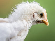 Lidl Schweiz fördert Aufzucht von männlichen Küken