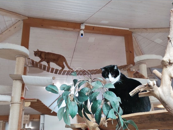 Katzenpension Hegi: Das einzigartige und familiäre Katzenhotel im Mittelland
