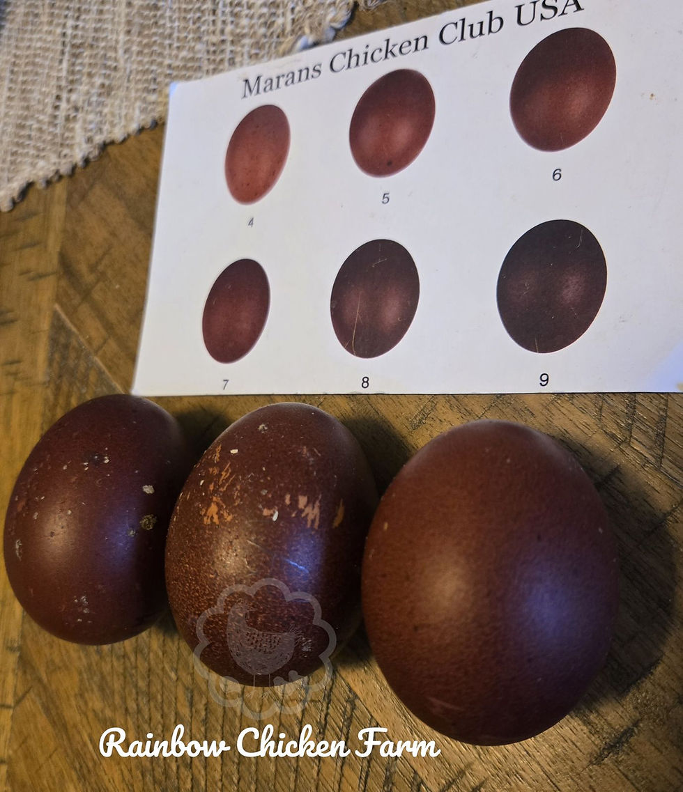Thumbnail: BBS Copper Marans Hatching eggs