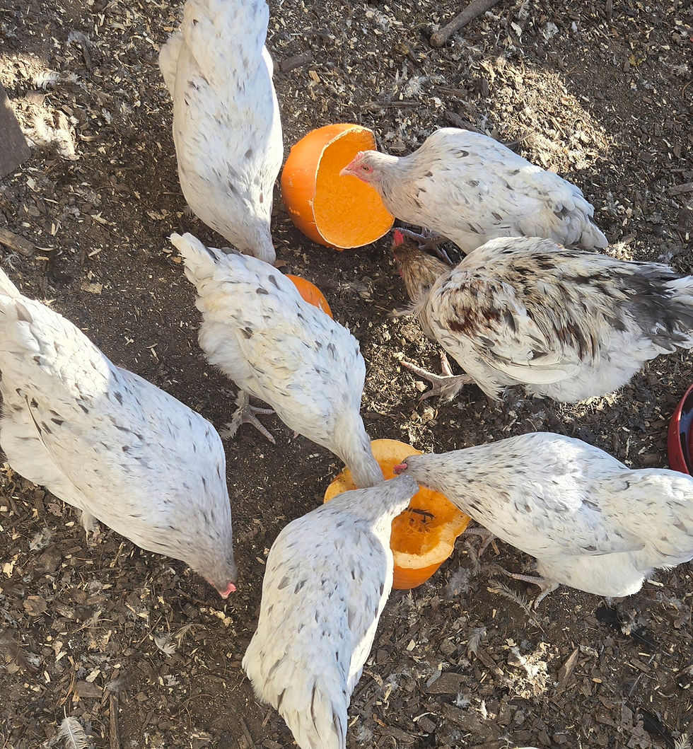 Thumbnail: BBS Copper Marans Hatching eggs