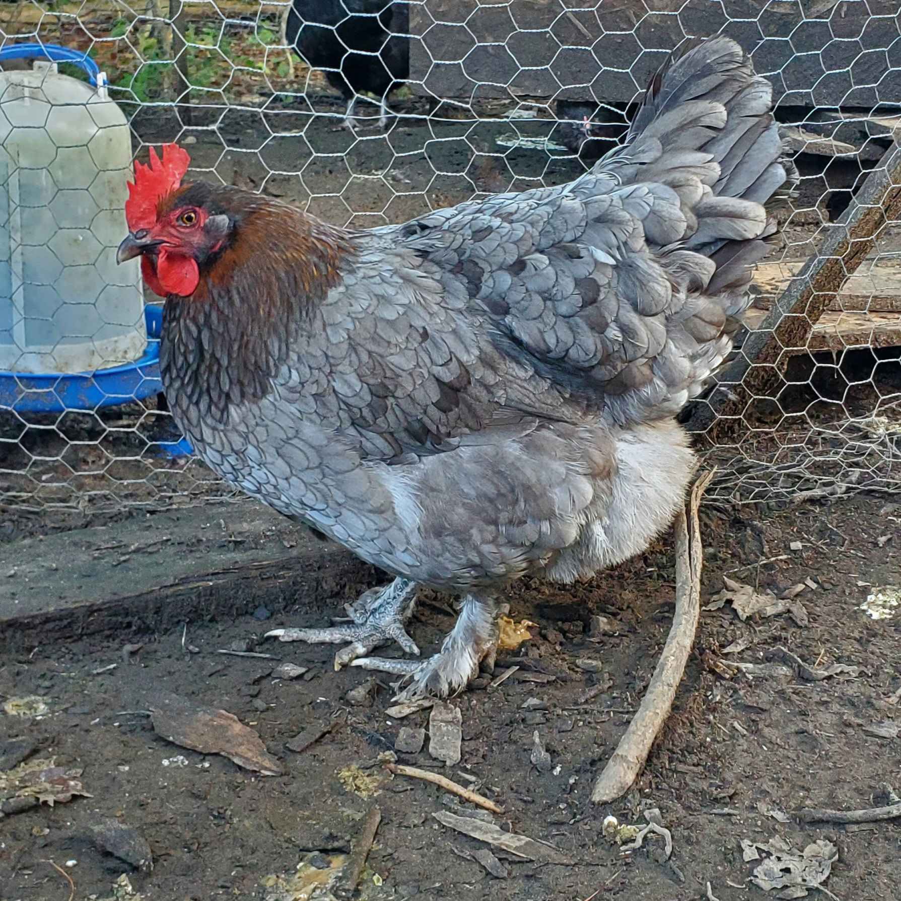 BBS Copper Marans Chick STRAIGHT RUN