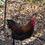 Thumbnail: Black Copper Marans Hatching eggs