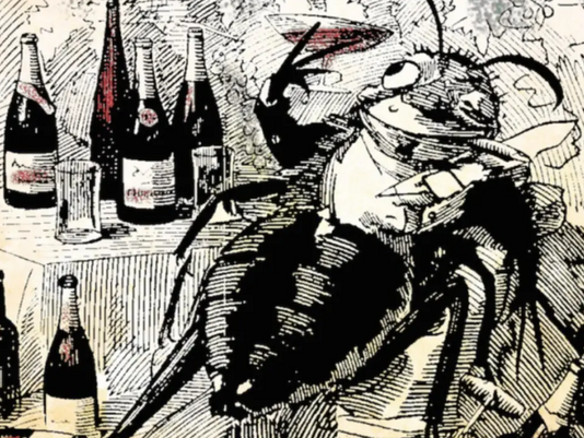 Phylloxera e sua história