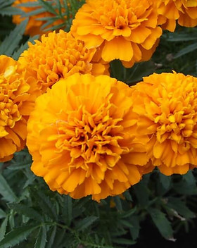 The-Best-Marigold-Varieties-to-Grow-at-Home.jpg