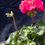 Thumbnail: Small Pink Geraiums