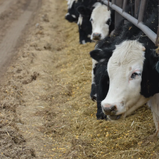 Cattle prices jump 36% despite Q4 drop