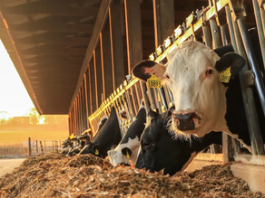 The Beefy Secrets of Cull Cow Profitability