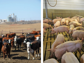 Cattle and Hog Prices End 2024 Higher with Cattle Prices Record High