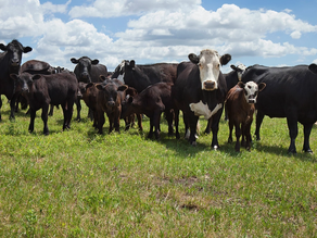 US cattle markets surge as prices hit multi-year highs