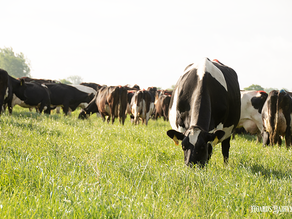 August sire evaluations released