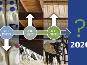 Milk Prices Face Headwinds in 2026 as Cattle Prices Encourage Herd Growth