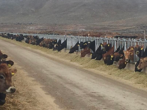 Will Dairy Producers Fill the $7 Billion Processing Gap?