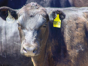 Evaluate beef embryo profit potential