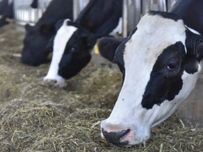 Dairy Prices Slide, Exports Shift, and Inventories Tighten