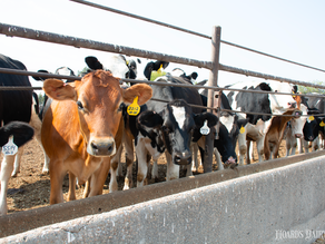 Heifers are the reproduction opportunity