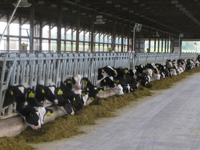 Holstein Heifer Prices Finally Make Moves in the Right Direction