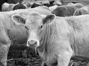 Price risk management paramount for cattle producers