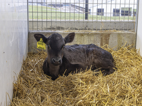 Optimizing rumen development through starches in beef-on-dairy calves