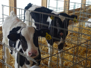 3 Offense Tools to Control Crypto in Calves