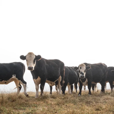 Economics of beef and BxD steers in yearling systems