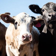 ABS validates sustainability of beef-on-dairy with life cycle assessment