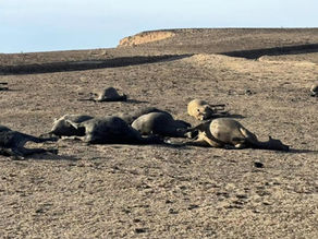 Smokehouse Creek Fire is Officially the Largest in Texas History