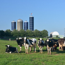 US Lost 1,000 Dairy Farms But Increased Production in 2025