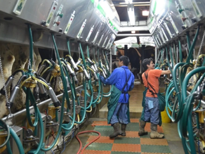 Dairy Demand Keeps Pace With Rising Milk Production