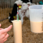 Better Colostrum Decisions Start with the Right Tools
