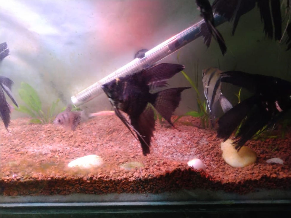 Thumbnail: Angel Fish-Pair