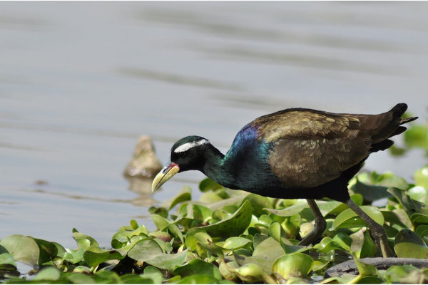 Bronze-winged Jacana (Metopidius indicus) in the wild