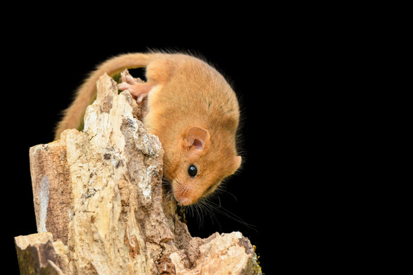 Common Dormouse (Muscardinus avellanarius)        in the wild