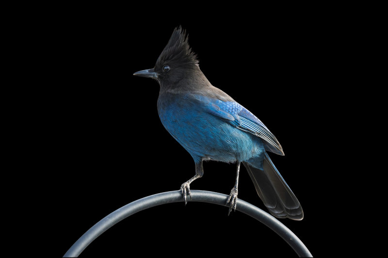 Steller's Jay (Cyanocitta stelleri)