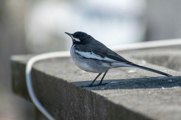 White-browed Wagtail (Motacilla maderaspatensis) in the wild