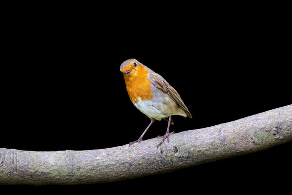 Eurasian Robin (Erithacus rubecula)               in the wild