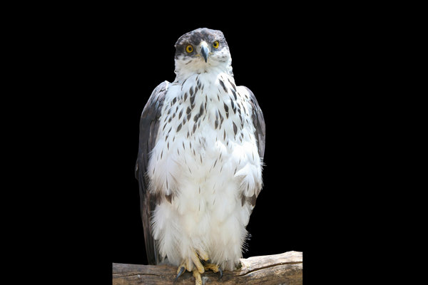 Harpy Eagle (Harpia harpyja) in the wild
