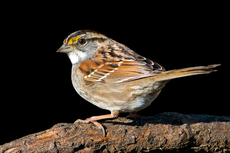 Yellow-throated Sparrow (Gymnoris xanthocollis) — Indian subcontinent Middle East