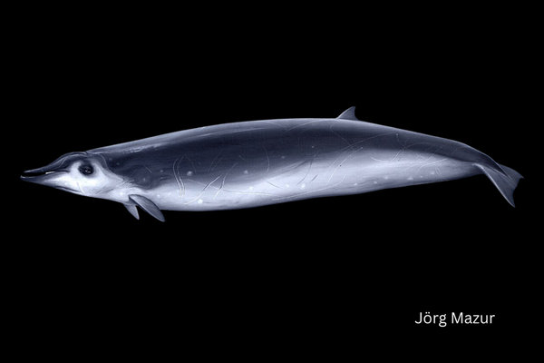 True's Beaked Whale (Mesoplodon mirus)            in the wild
