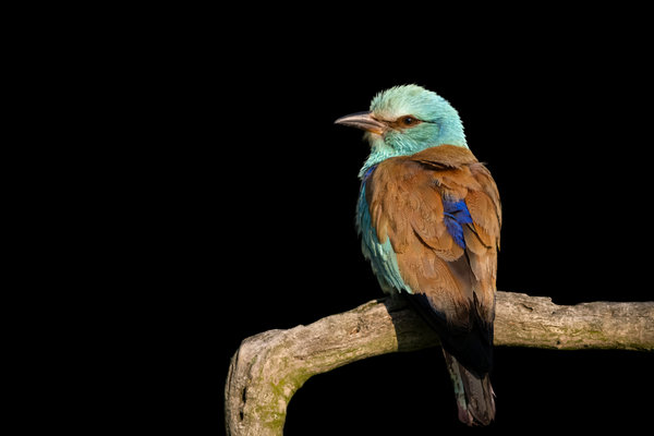 European Roller (Coracias garrulus) in the wild