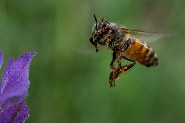 Africanized Honey Bee (Apis mellifera scutellata) in the wild