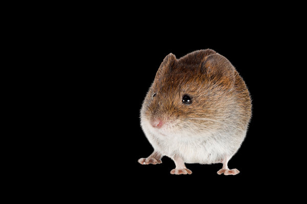 Field Vole (Microtus agrestis) in the wild