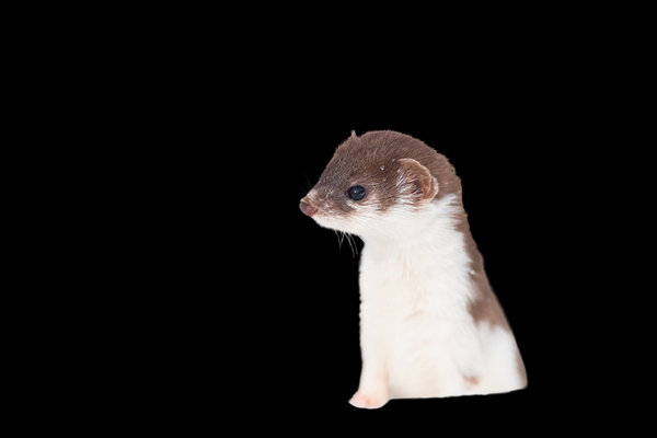 Least Weasel (Mustela nivalis) in the wild