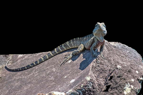 Eastern Water Dragon (Intellagama lesueurii) in the wild