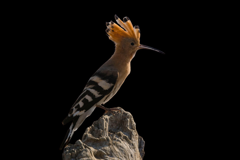 Hoopoe (Upupa epops)