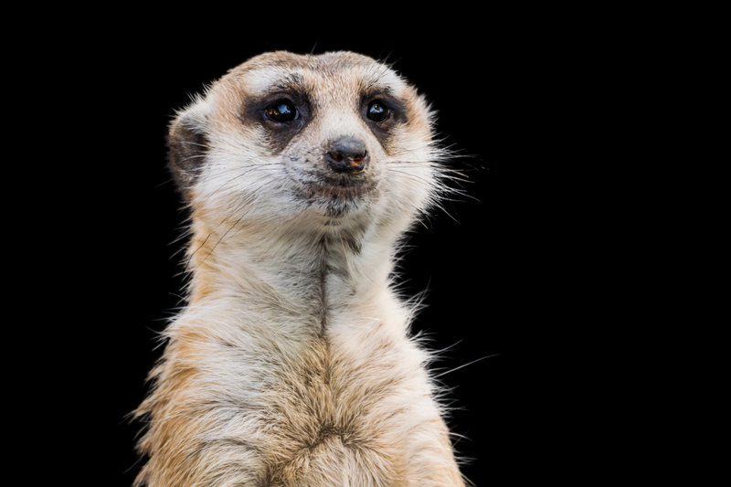 Meerkat (Suricata suricatta) — Southern Africa