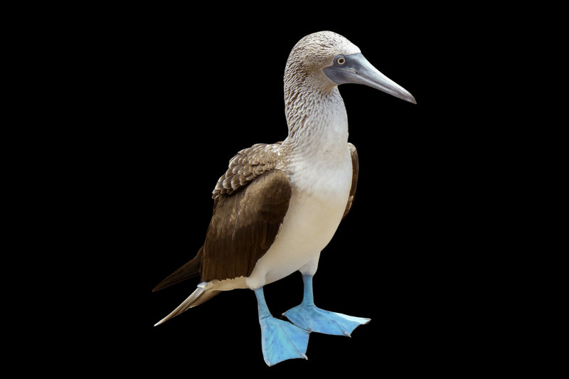 Blue-footed Booby (Sula nebouxii)