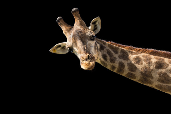 Giraffe (Giraffa camelopardalis) in the wild