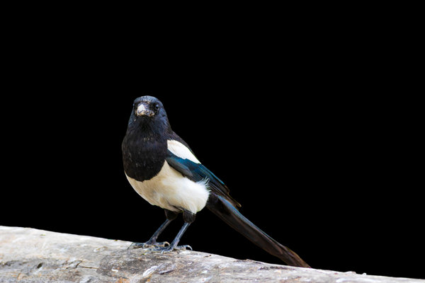 Eurasian Magpie (Pica pica) in the wild