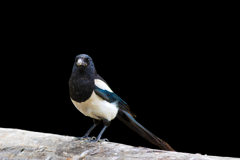 Eurasian Magpie (Pica pica)